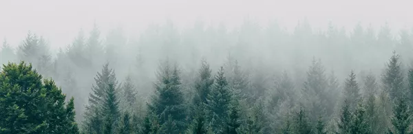 Black forest